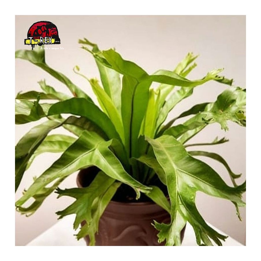 comprar planta asplenium crissie