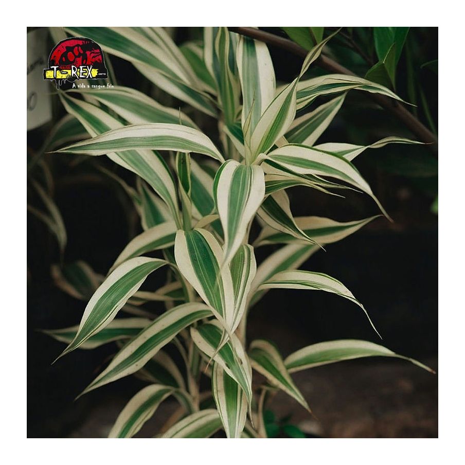 comprar muda de dracena malaia