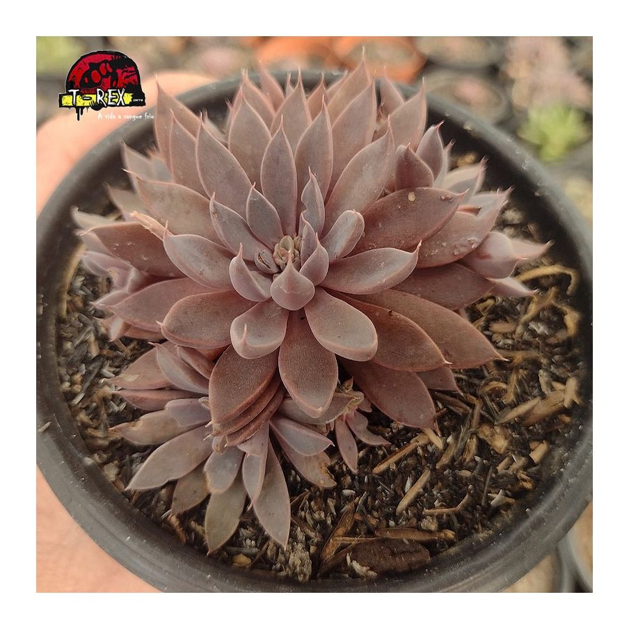 comprar muda de suculenta echeveria rusby