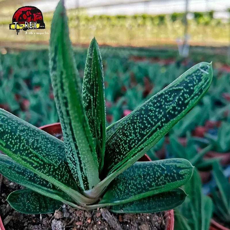 comprar muda de gasteria gracilis