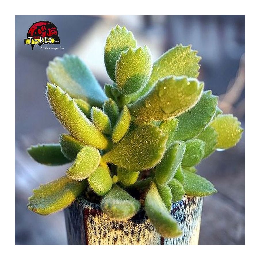 compra muda de planta cotyledon tomentosa
