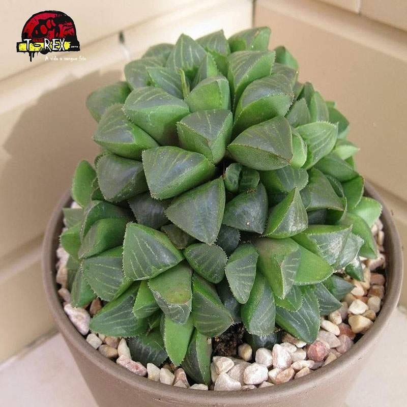 comprar muda de haworthia retusa