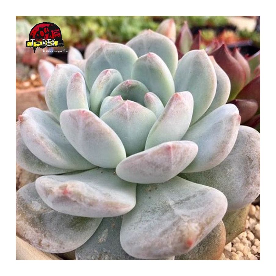 comprar suculenta echeveria monroe