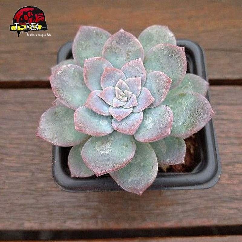 comprar muda de suculenta graptoveria milk way