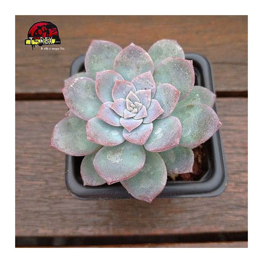 comprar muda de suculenta graptoveria milk way