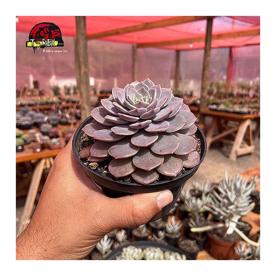 comprar muda de graptoveria super primavera