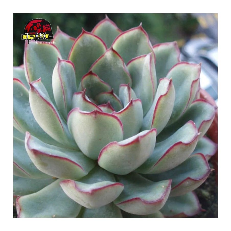 comprar muda de echeveria mexican pulidonis