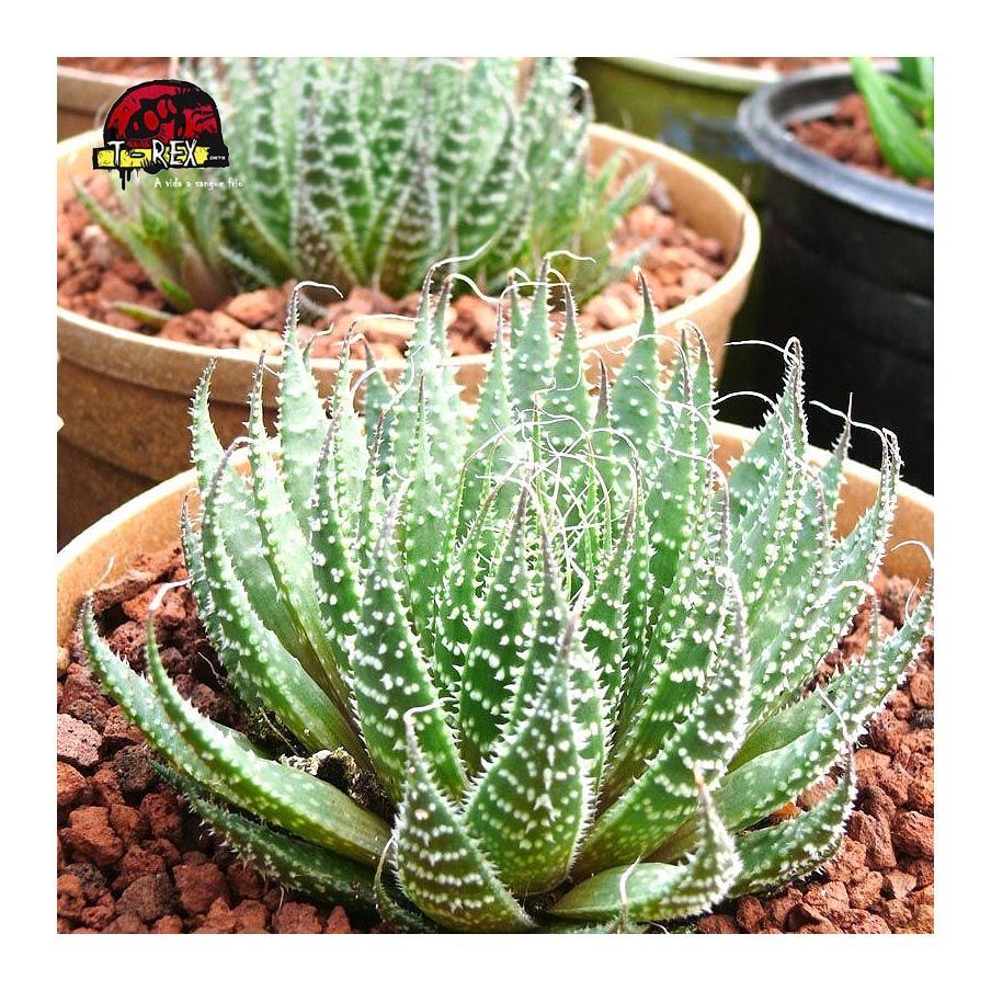 comprar muda de haworthia aristata