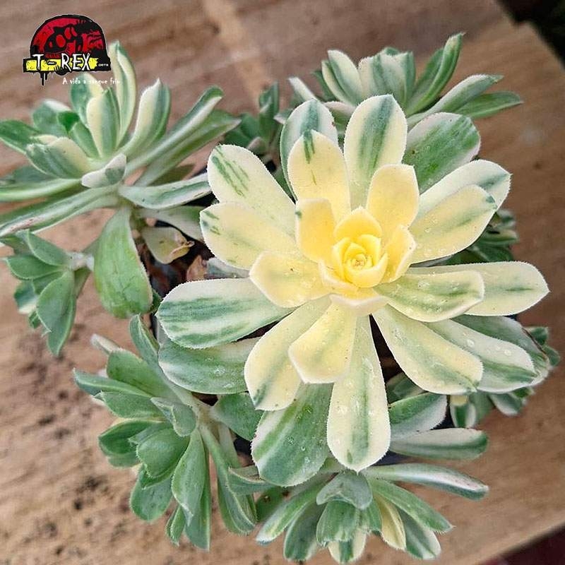 comprar muda de suculenta  castelo paivae variegata