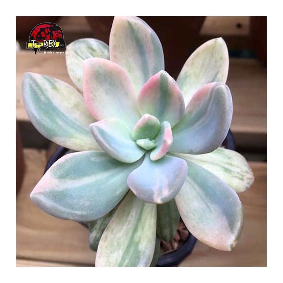 comprar  suculenta graptophytum supreme variegata