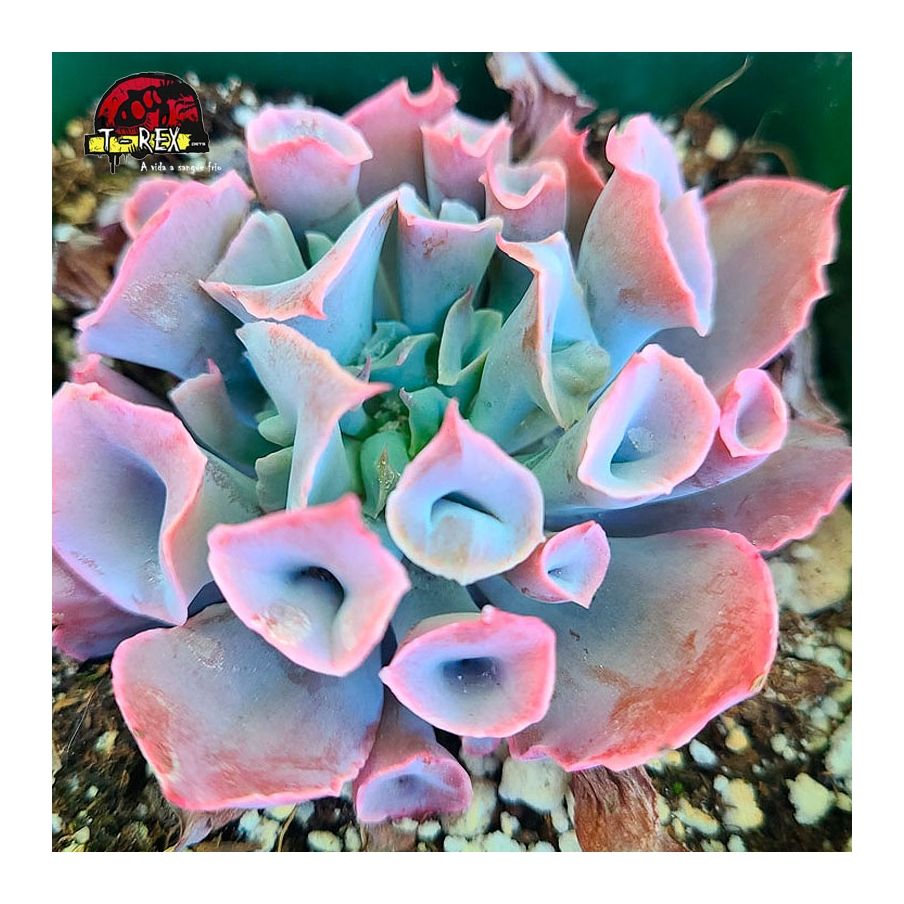 comprar muda de suculenta echeveria  pink trumpet