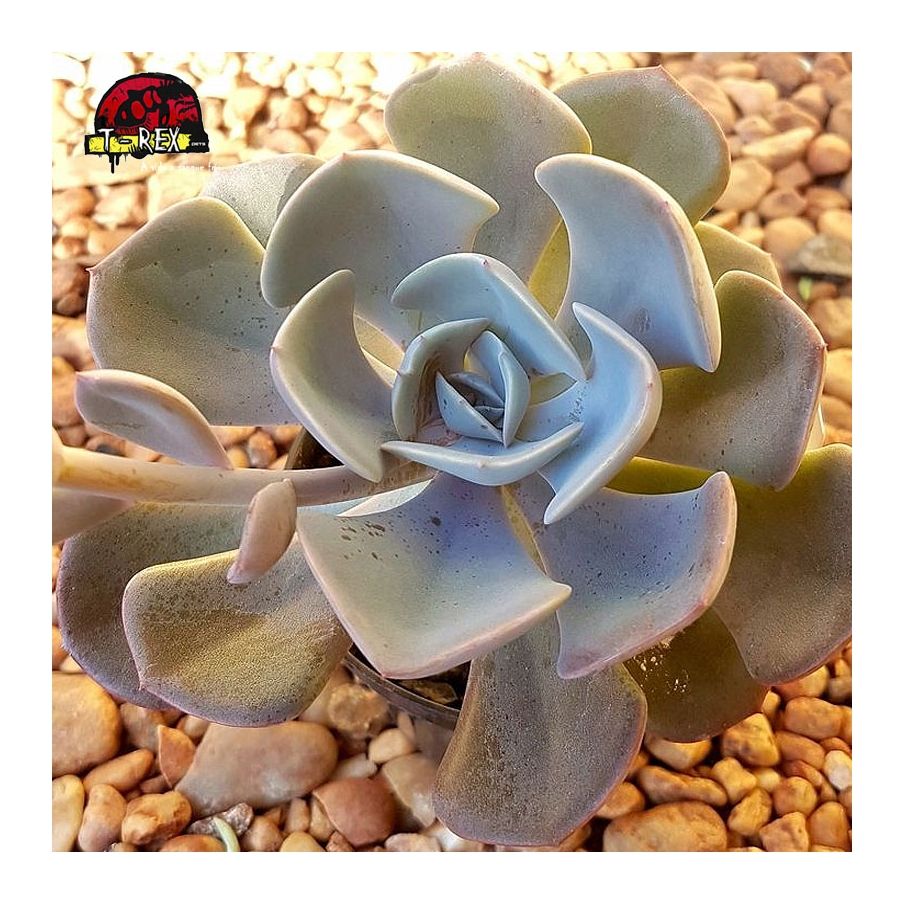 comprar suculenta echeveria dusty rose