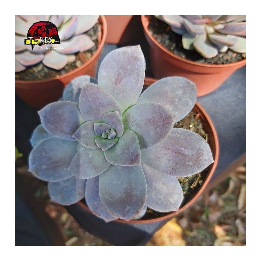 compra muda de suculenta graptopetalum superbum