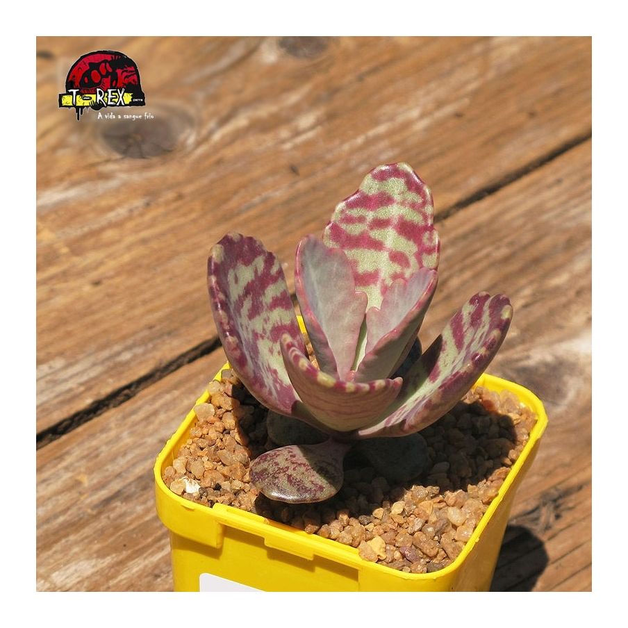 comprar muda de suculenta echeveria humilis