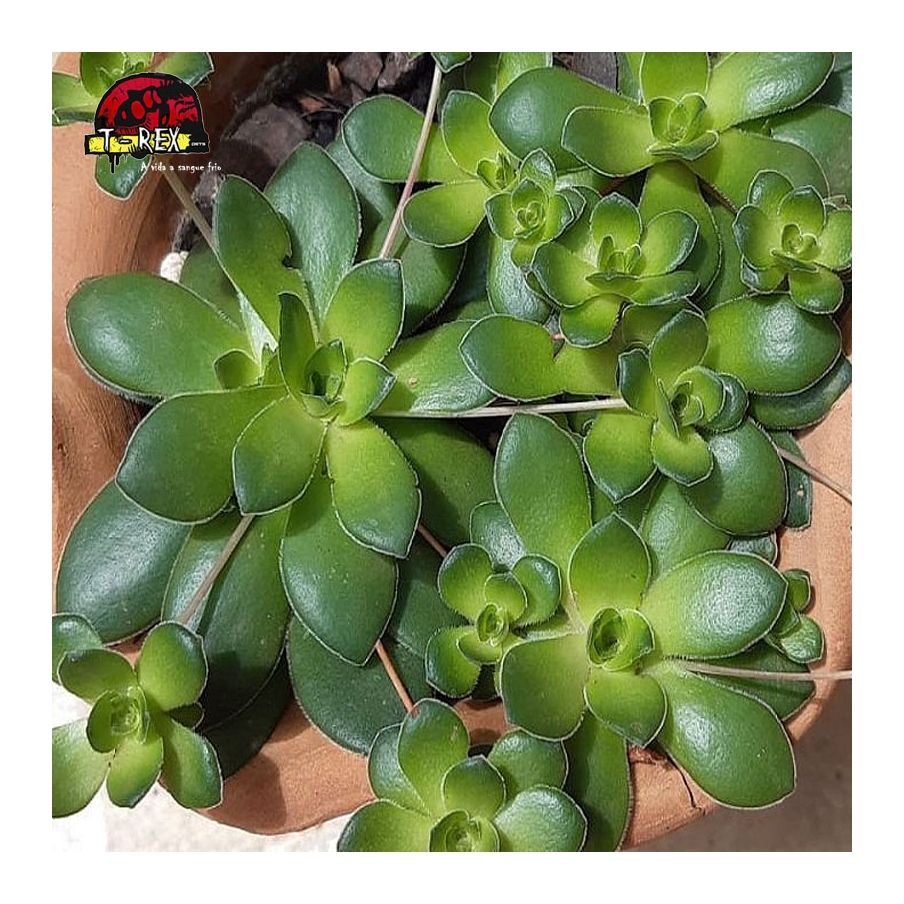 comprar suculenta  crassula orbicularis