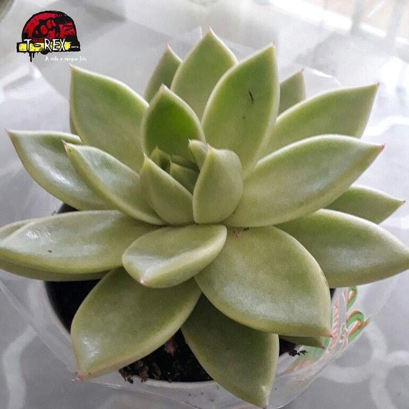 comprar muda de planta suculenta echeveria agavoides estrela