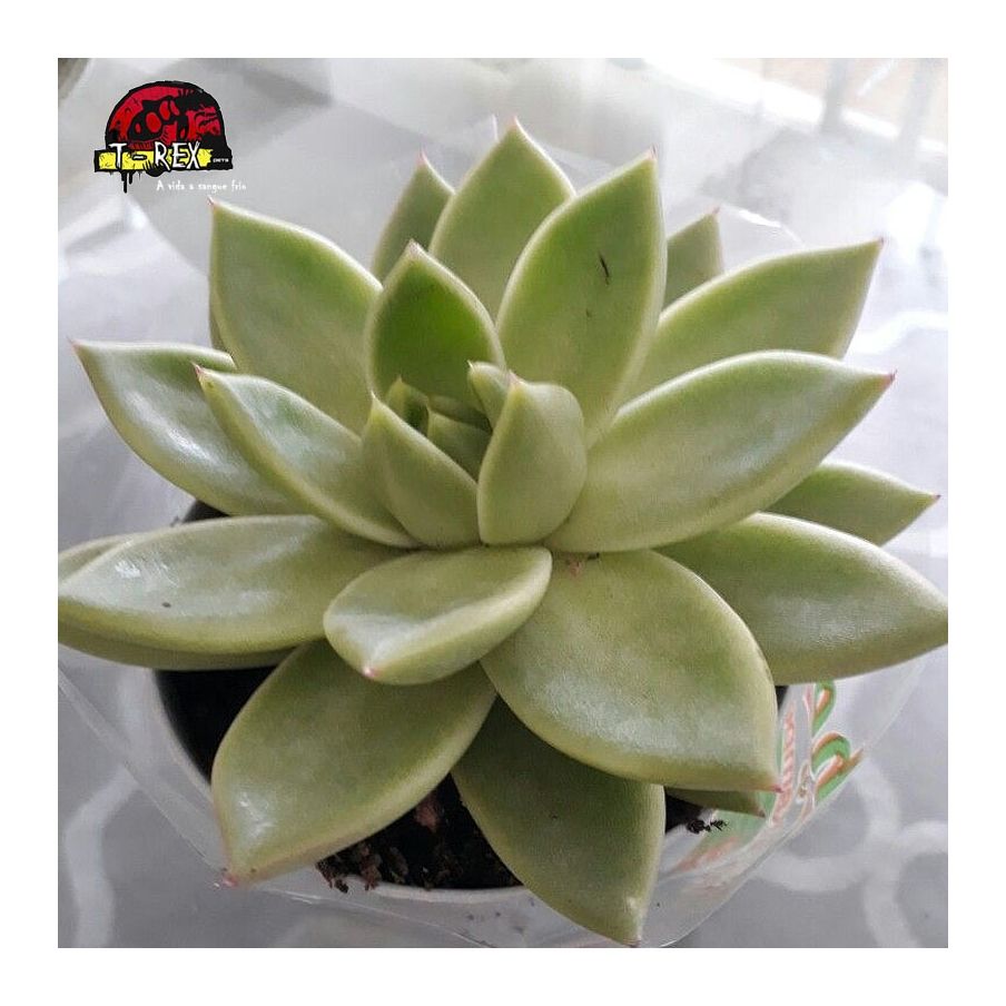 comprar muda de planta suculenta echeveria agavoides estrela