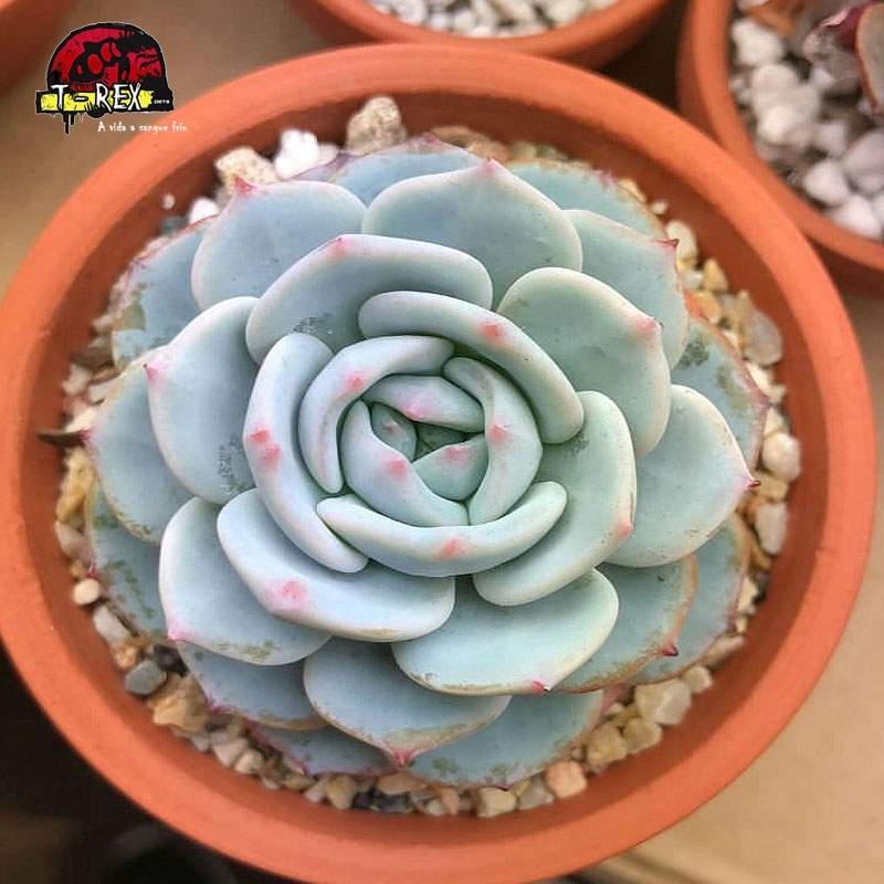 comprar suculenta echeveria pumila montblanc