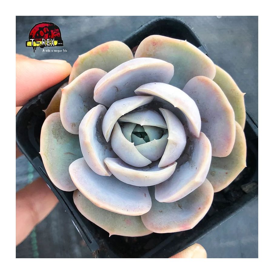 comprar muda de suculenta blue surprise