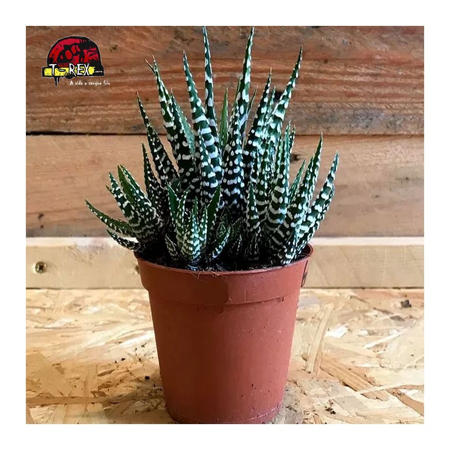 comprar muda de suculenta attenuata