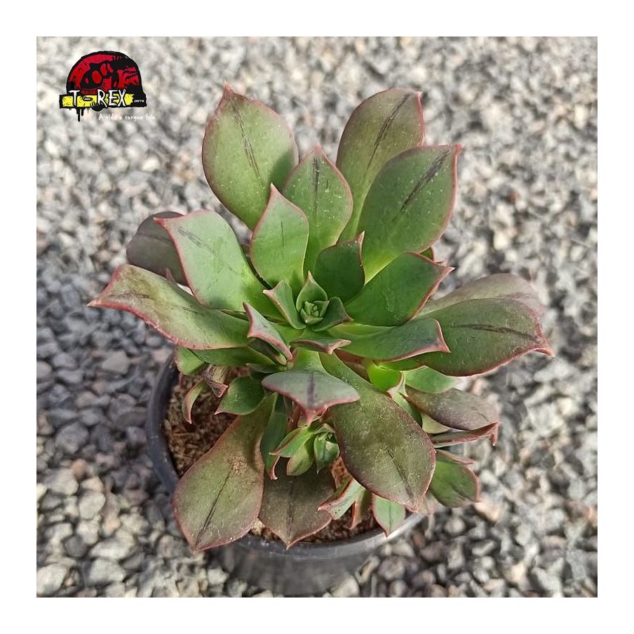comprar muda de planta suculenta aeonium kunkel