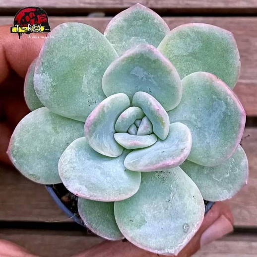 comprar muda de planta suculenta echeveria amabile