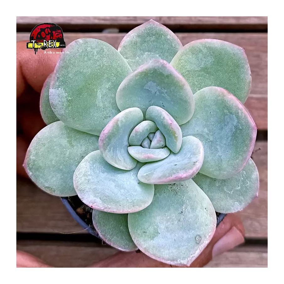 comprar muda de planta suculenta echeveria amabile