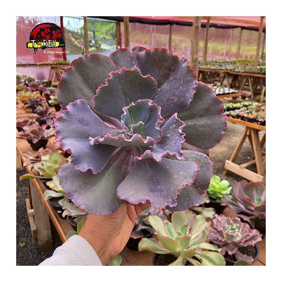 comprar muda de echeveria mauna