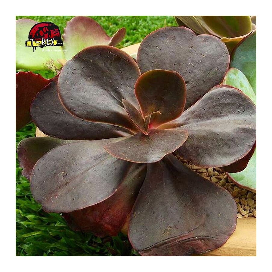 comprar suculenta echeveria mahogany