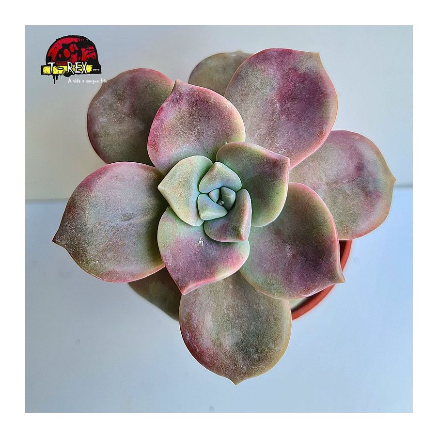 comprar muda de planta suculenta echeveria snow white