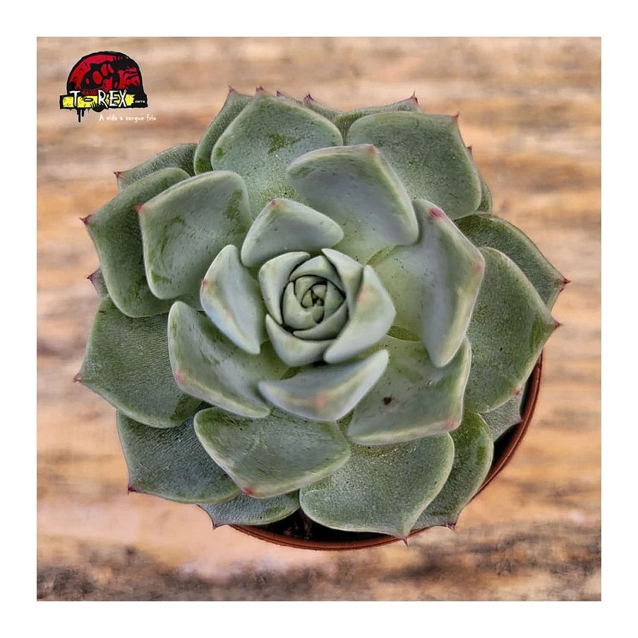 comprar planta suculenta echeveria sara hime botan