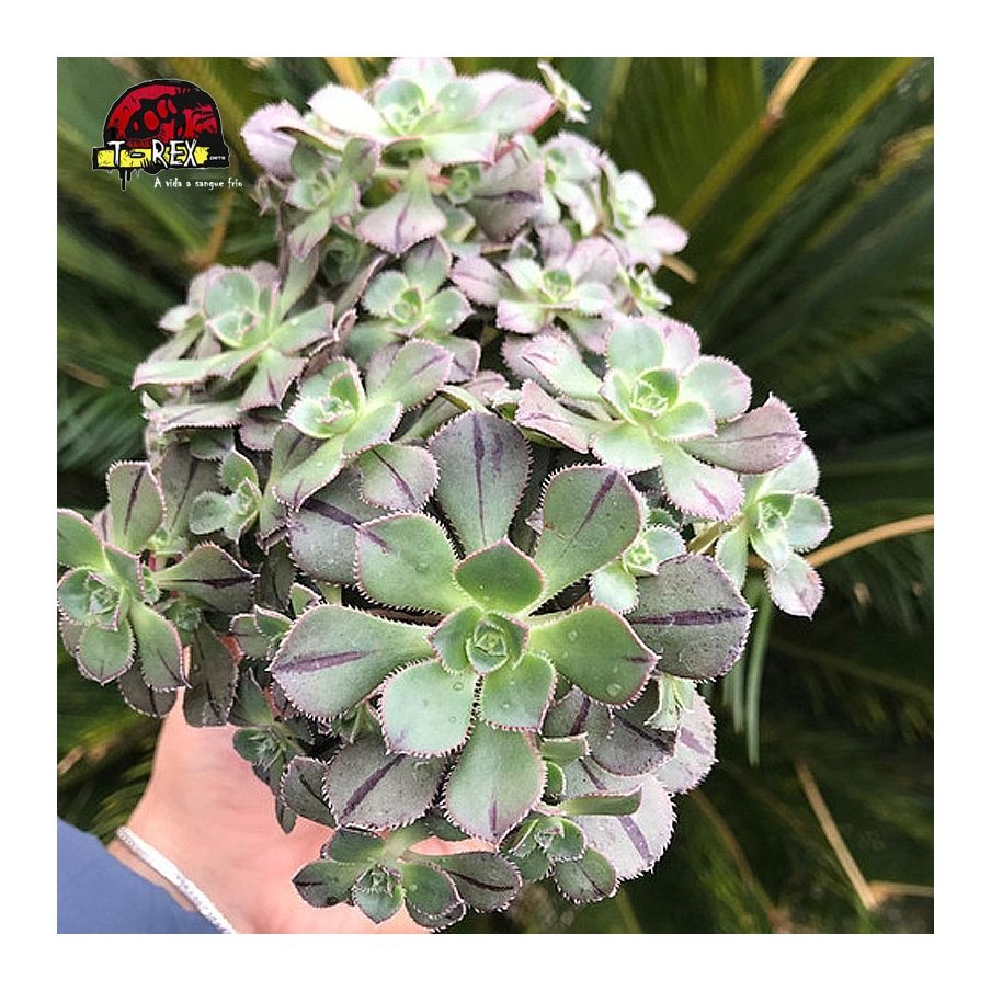 comprara suculenta aeonium mascaense