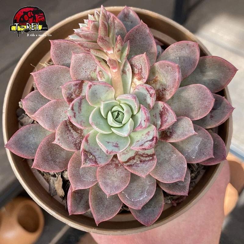 comprar suculenta echeveria brisa