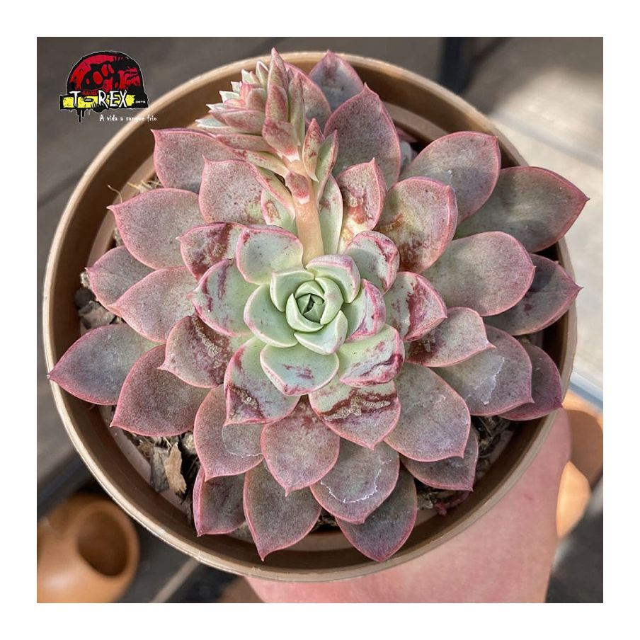 comprar suculenta echeveria brisa