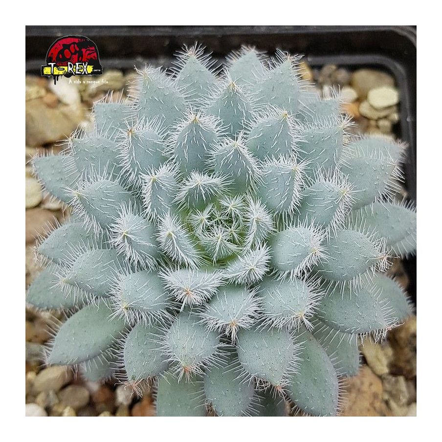 comprar suculenta echeveria setosa var minor
