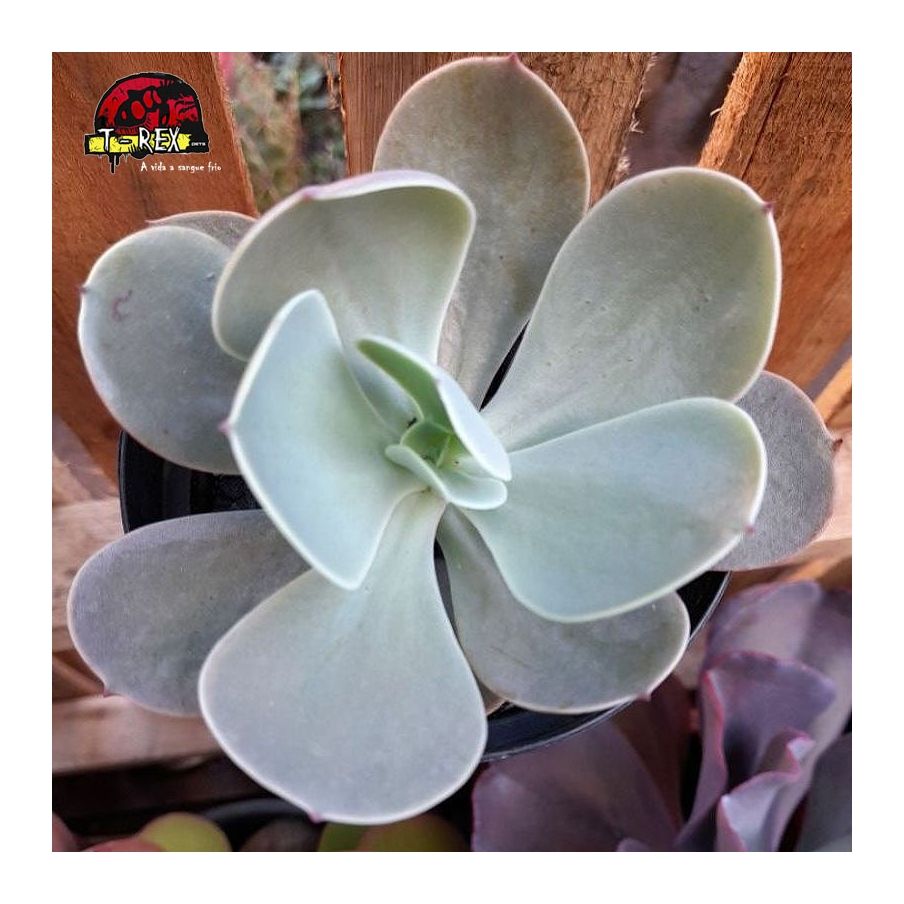 comprar planta suculenta  echeveria gibbiflora peruvian rose