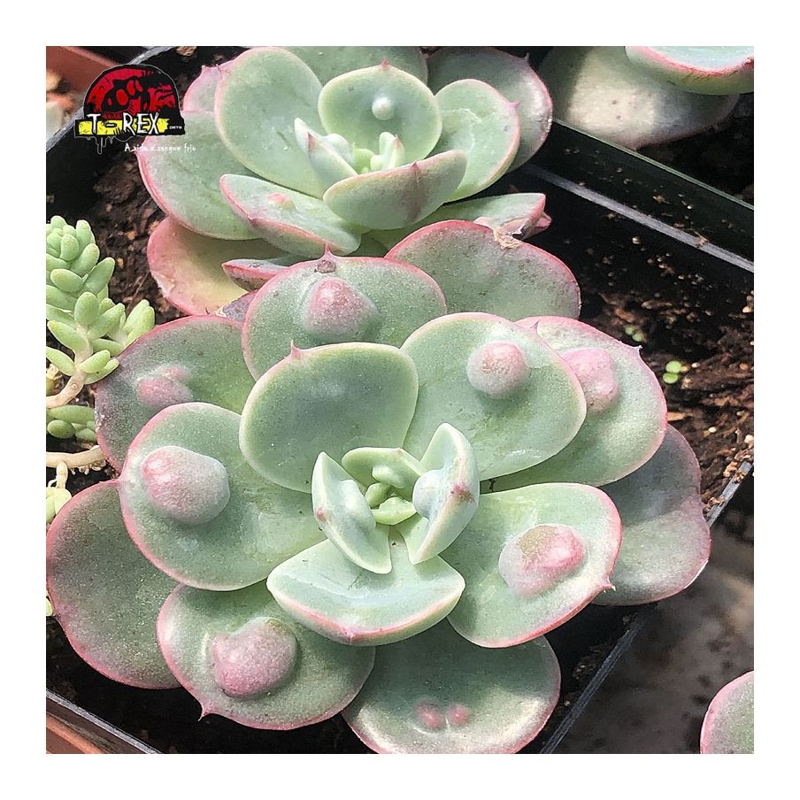 comprar muda de suculenta echeveria raindrops