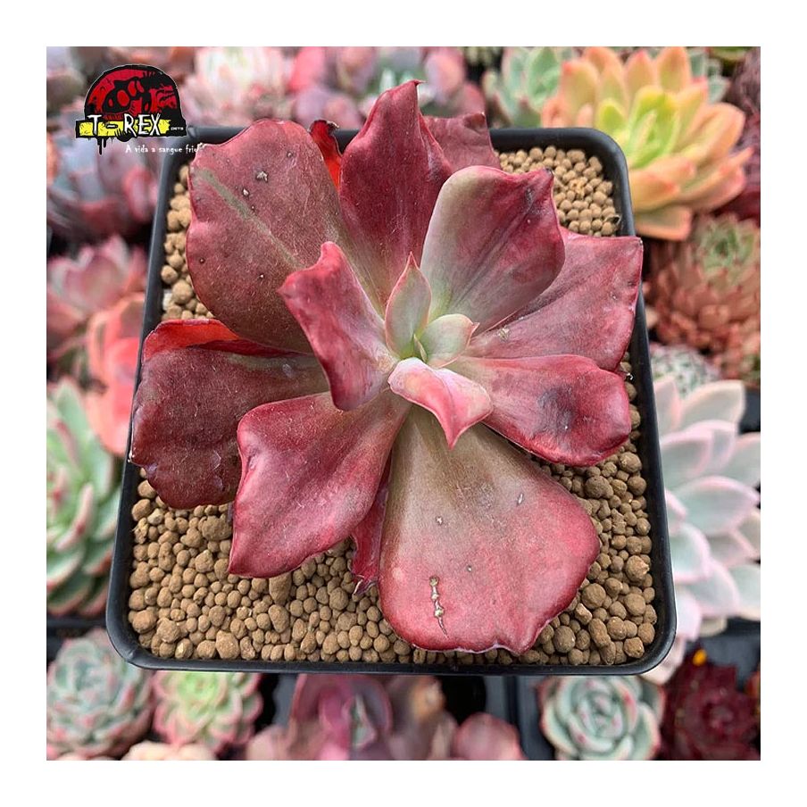 comprar suculenta echeveria diamond state