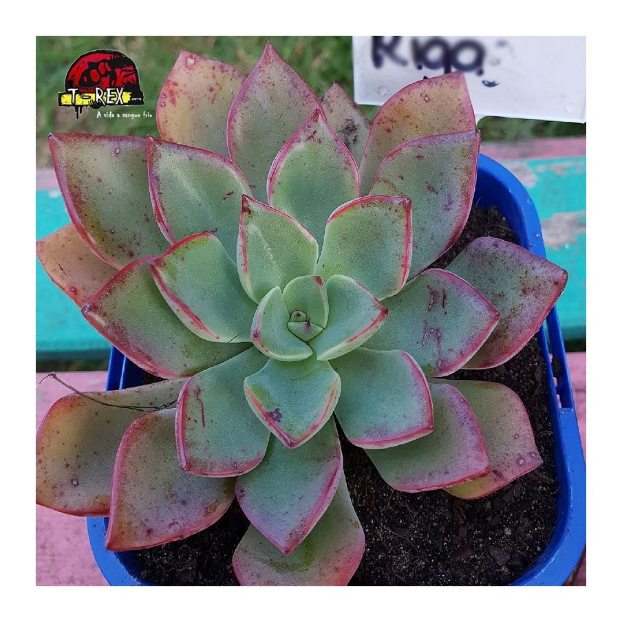 comprar muda de suculenta echeveria riga