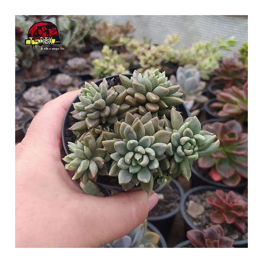 comprar suculenta sinocrassula desinrossulata