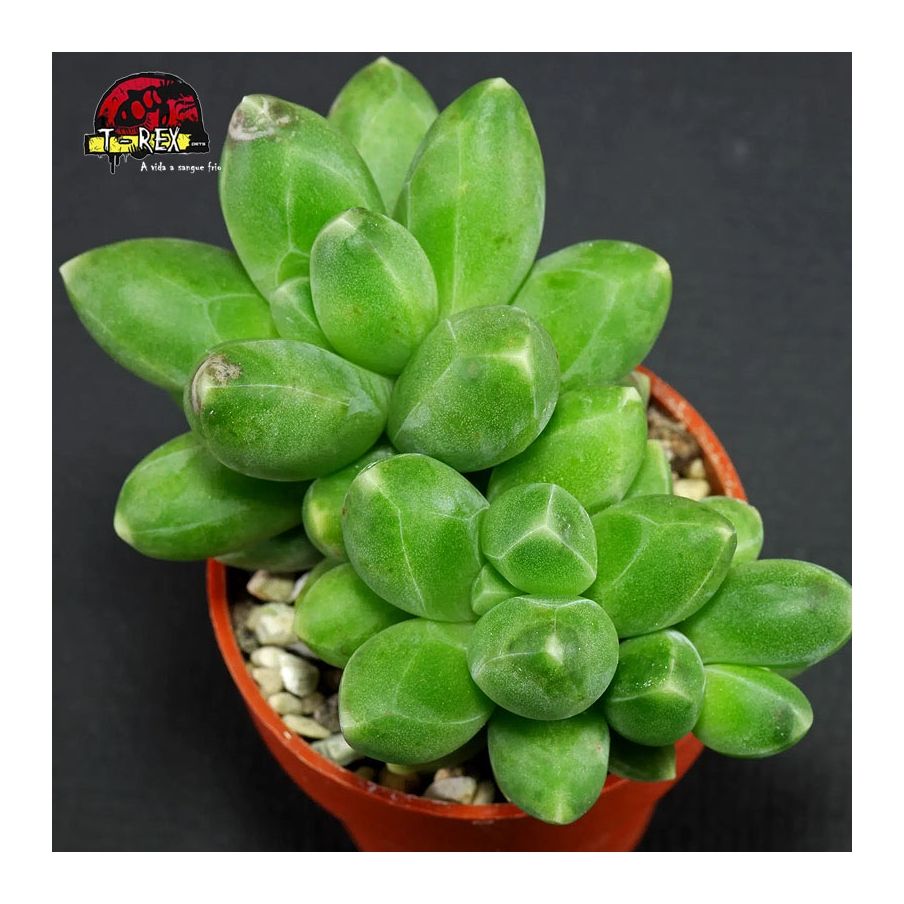 comprar muda de suculenta pachyphytum