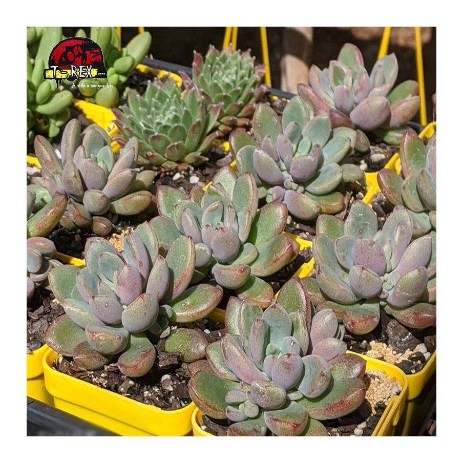 comprar muda de planta suculenta graptoveria purple dreams