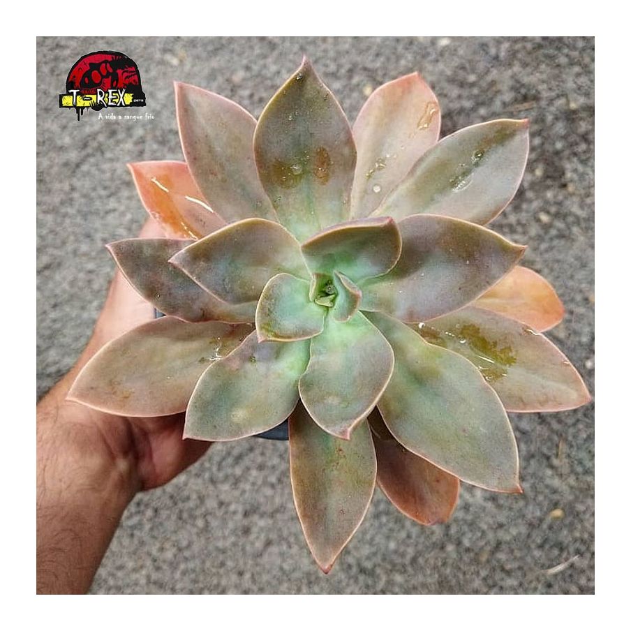 comprar suculenta graotoveria fred ives