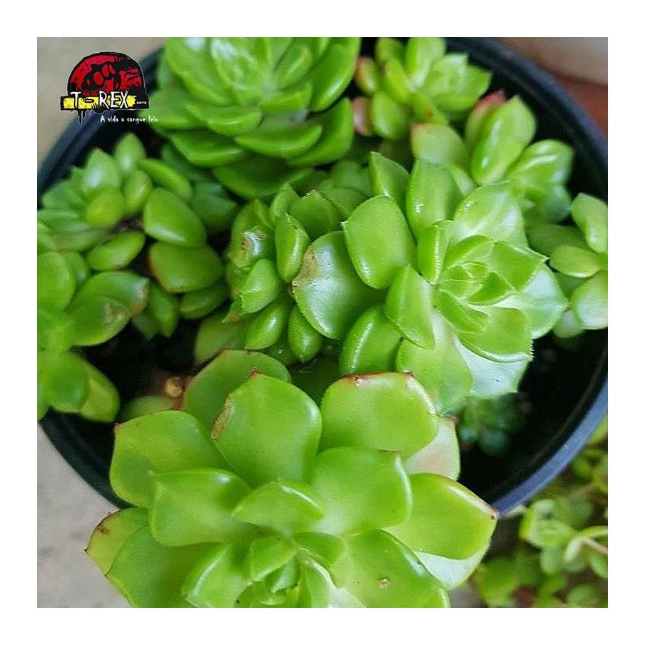 comprar suculenta sedeveria letiza