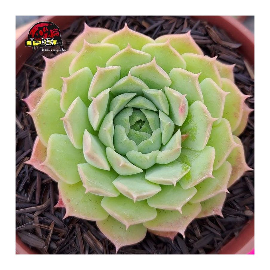comprar muda de suculenta echeveria red hole