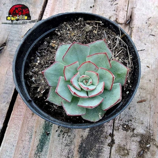 comprar muda de planta suculenta echeveria strictiflora nova