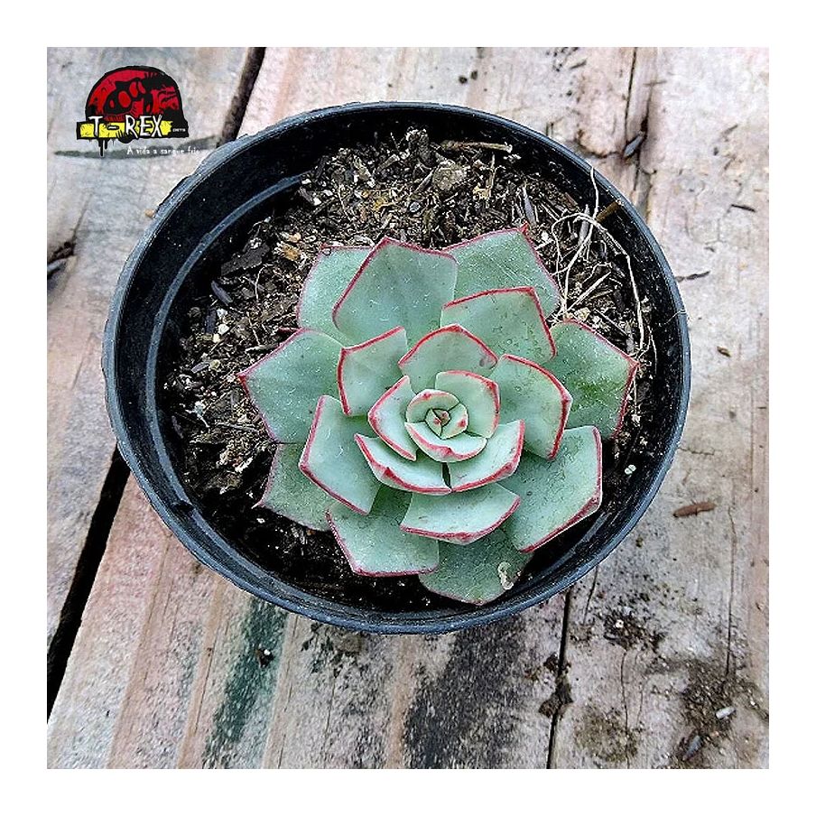 comprar muda de planta suculenta echeveria strictiflora nova