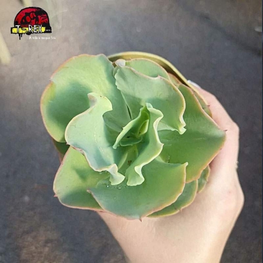 comprar planta suculenta echeveria gibbiflora beach waves