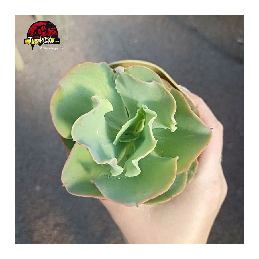 comprar planta suculenta echeveria gibbiflora beach waves