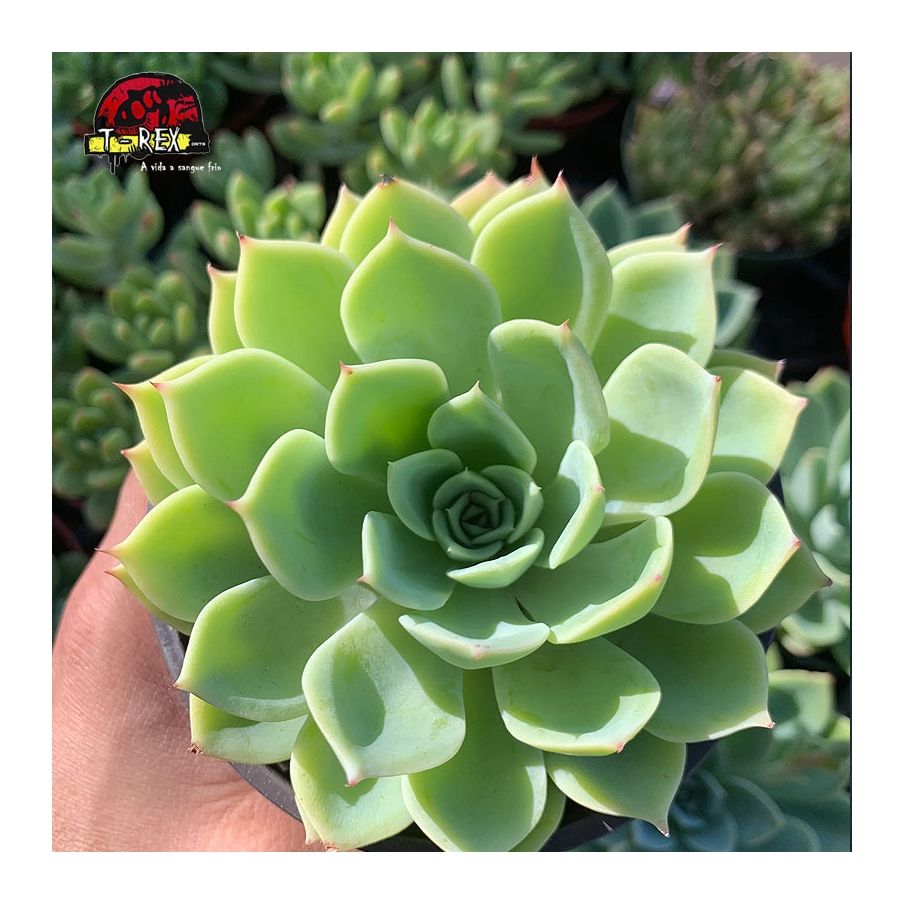 comprar suculenta echeveria pansy